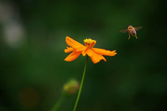 황하 코스코스에 꿀벌이 날아드는 장면