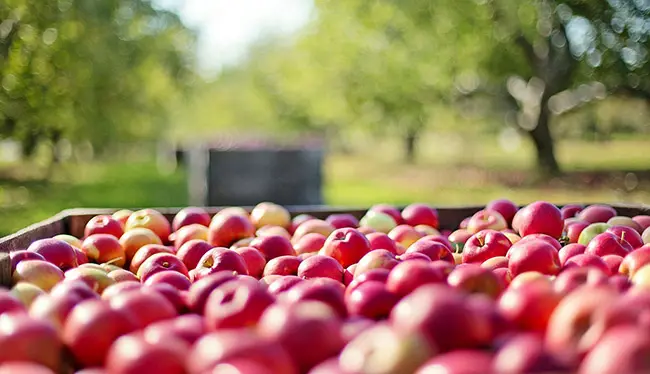 햇빛이 내리쬐는 화창한 날씨에 사과 농장 배경에 사과를 수확해서 이동용 상자에 많은 사과를 가득 담아놓은 모습