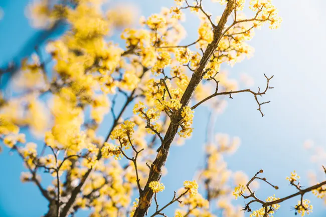파란 하늘 배경에 산수유 나무 가지에 노란색 산수유 꽃이 활짝 피어 있는 모습