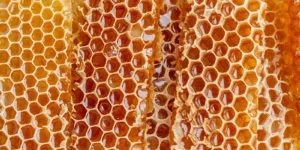 벌집 모양의 꿀